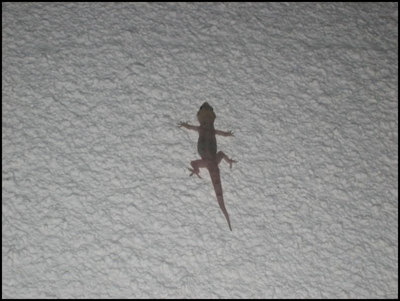 IMG_7446